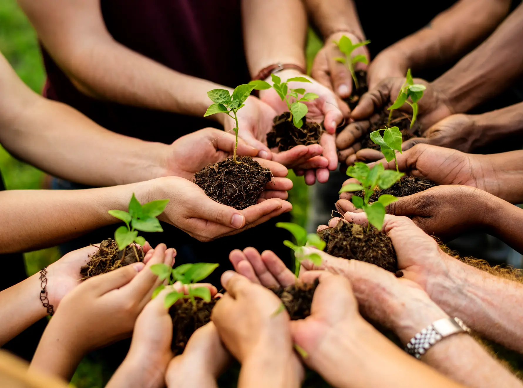Sustainability at Đạt Foods: Nurturing People, Planet, and Tradition
